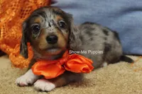 Levi, a male Miniature Dachshund for sale in West Plains, MO – 8 of 10