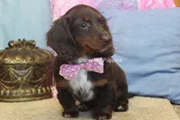 Holli, a female Miniature Dachshund for sale in West Plains, MO – 4 of 10