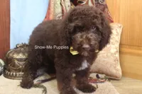 Marshal, a male Poodle - Miniature  for sale in West Plains, MO – 4 of 10