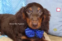 Franky, a male Miniature Dachshund for sale in West Plains, MO – 1 of 8