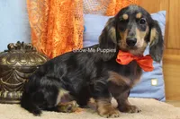 Joseph, a male Miniature Dachshund for sale in West Plains, MO – 3 of 10