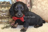 Nicole, a female Miniature Dachshund for sale in West Plains, MO – 10 of 10