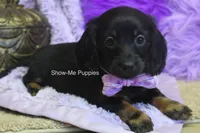 Nova, a female Miniature Dachshund for sale in West Plains, MO – 7 of 8