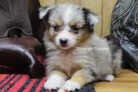 Tammi, a female Miniature Australian Shepherd and Toy Australian Shepherd for sale in West Plains, MO – 9 of 10
