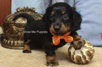 Luther, a male Miniature Dachshund for sale in West Plains, MO – 4 of 10