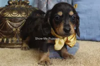 Joseph, a male Miniature Dachshund for sale in West Plains, MO – 8 of 8