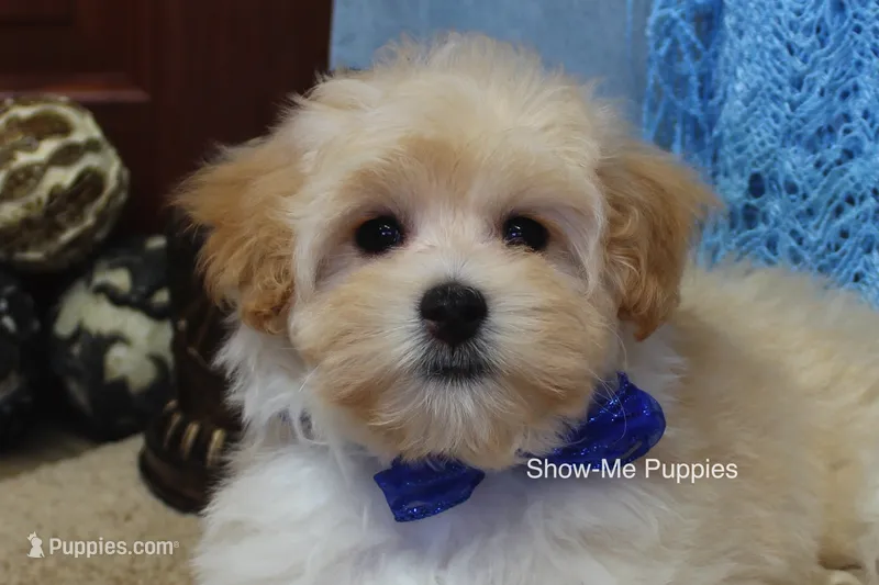 Connor – Maltipoo puppy for sale in West Plains, MO