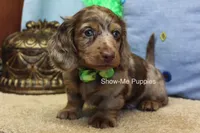 Dalton, a male Miniature Dachshund for sale in West Plains, MO – 10 of 10