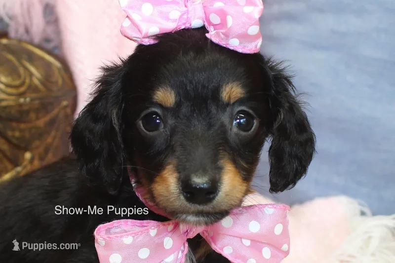 Lexi – Miniature Dachshund puppy for sale in West Plains, MO