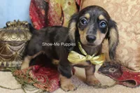 Josie, a female Miniature Dachshund for sale in West Plains, MO – 9 of 9