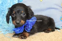 Lucas, a male Miniature Dachshund for sale in West Plains, MO – 4 of 9