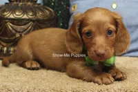 Isaac, a male Miniature Dachshund for sale in West Plains, MO – 4 of 10