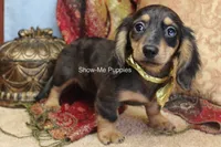 Josie, a female Miniature Dachshund for sale in West Plains, MO – 8 of 9