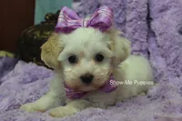 Marshie, a female Maltipoo for sale in West Plains, MO – 3 of 10