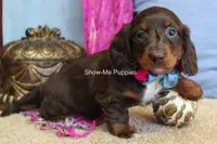 Holli, a female Miniature Dachshund for sale in West Plains, MO – 3 of 7