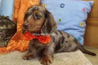 Derek, a male Miniature Dachshund for sale in West Plains, MO – 5 of 10