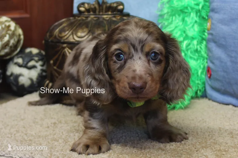 Dalton – Miniature Dachshund puppy for sale in West Plains, MO