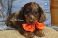 Mikey, a male Miniature Dachshund for sale in West Plains, MO – 5 of 10
