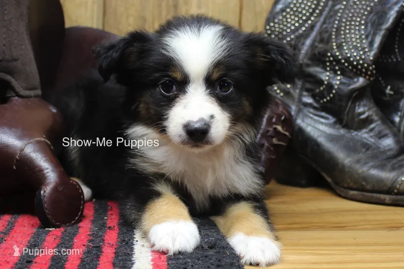 Trish – Miniature Australian Shepherd, Toy Australian Shepherd puppy for sale in West Plains, MO