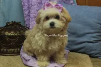 Ella Mae, a female Maltipoo for sale in West Plains, MO – 4 of 10
