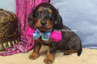 Jolene, a female Miniature Dachshund for sale in West Plains, MO – 2 of 8