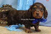 Fender, a male Miniature Dachshund for sale in West Plains, MO – 4 of 8