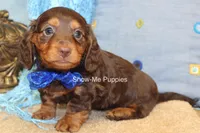 Fender, a male Miniature Dachshund for sale in West Plains, MO – 7 of 8