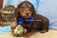 Fender, a male Miniature Dachshund for sale in West Plains, MO – 3 of 8