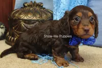 Fender, a male Miniature Dachshund for sale in West Plains, MO – 8 of 8