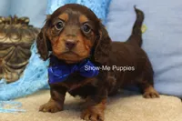 Fender, a male Miniature Dachshund for sale in West Plains, MO – 2 of 8