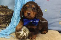 Fender, a male Miniature Dachshund for sale in West Plains, MO – 5 of 8