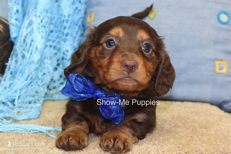Fender – Miniature Dachshund puppy for sale in West Plains, MO