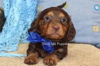 Fender, a male Miniature Dachshund for sale in West Plains, MO – 1 of 8