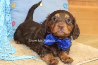 Fender, a male Miniature Dachshund for sale in West Plains, MO – 6 of 8