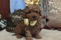 Kiley, a female Poodle - Toy  for sale in West Plains, MO – 3 of 8