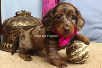 Heidi, a female Miniature Dachshund for sale in West Plains, MO – 9 of 9