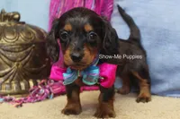 Jolene, a female Miniature Dachshund for sale in West Plains, MO – 4 of 8