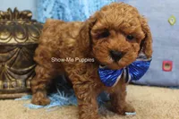 Karter, a male Poodle - Toy  for sale in West Plains, MO – 9 of 9