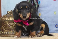 Lexi, a female Miniature Dachshund for sale in West Plains, MO – 3 of 10