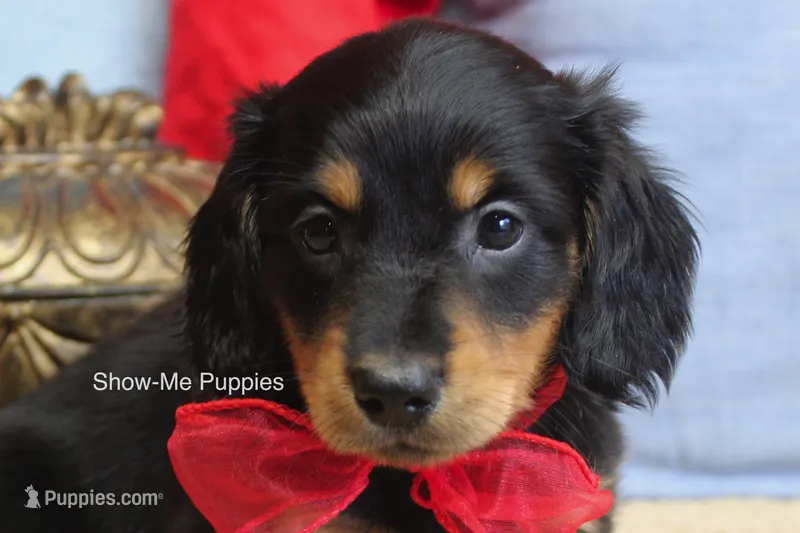 Leroy – Miniature Dachshund puppy for sale in West Plains, MO