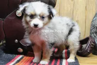 Tammi, a female Miniature Australian Shepherd and Toy Australian Shepherd for sale in West Plains, MO – 2 of 10