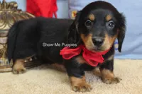 Leroy, a male Miniature Dachshund for sale in West Plains, MO – 10 of 10