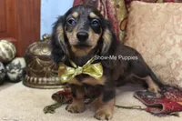 Josie, a female Miniature Dachshund for sale in West Plains, MO – 6 of 9