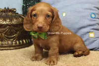 Isaac, a male Miniature Dachshund for sale in West Plains, MO – 7 of 10