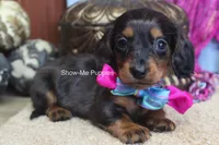 Jolene, a female Miniature Dachshund for sale in West Plains, MO – 5 of 8