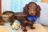 Franky, a male Miniature Dachshund for sale in West Plains, MO – 4 of 8