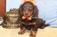 Franky, a male Miniature Dachshund for sale in West Plains, MO – 6 of 8