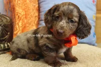 Herbie, a male Miniature Dachshund for sale in West Plains, MO – 10 of 10