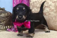 Izzie, a female Miniature Dachshund for sale in West Plains, MO – 10 of 10