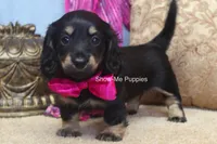 Izzie, a female Miniature Dachshund for sale in West Plains, MO – 3 of 10